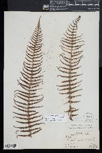Amauropelta opposita image