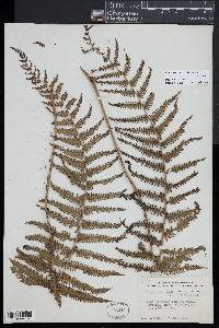 Amauropelta rudis image