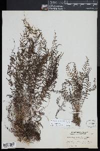 Amauropelta sancta image