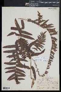 Ampelopteris prolifera image