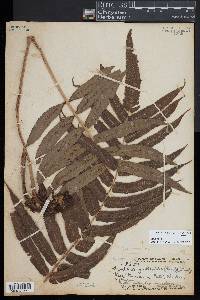 Christella cyatheoides image
