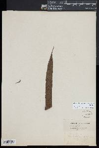 Christella cyatheoides image