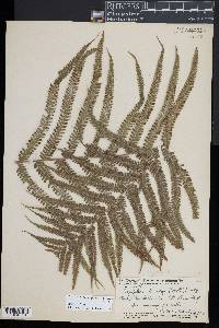 Christella harveyi image