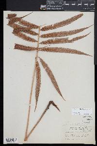 Christella oligophylla image