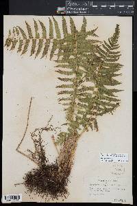 Christella patens image