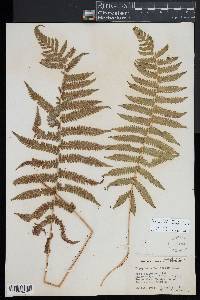 Christella patens image