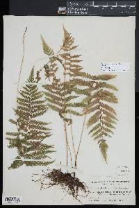 Coryphopteris simulata image