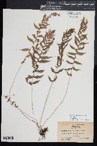 Coryphopteris simulata image