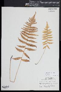 Coryphopteris simulata image