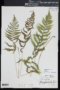 Coryphopteris simulata image