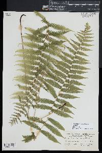 Coryphopteris simulata image