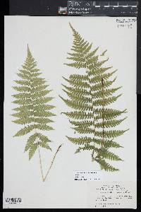 Coryphopteris simulata image