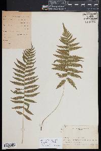 Coryphopteris simulata image