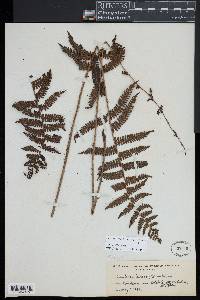 Coryphopteris viscosa image