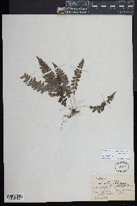Goniopteris blanda image