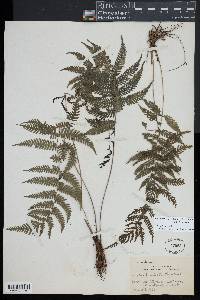 Goniopteris blanda image