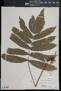 Goniopteris poiteana image