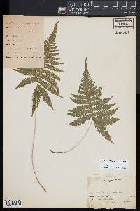 Phegopteris connectilis image