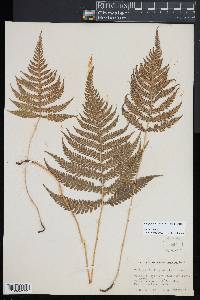 Phegopteris connectilis image