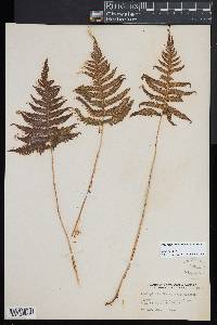 Phegopteris connectilis image