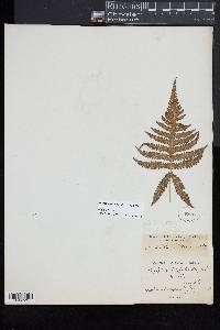 Phegopteris connectilis image