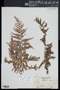 Phegopteris keraudreniana image