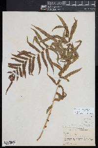 Pneumatopteris hudsoniana image