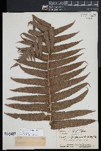 Pneumatopteris sandwicensis image