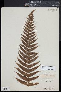 Pneumatopteris sandwicensis image