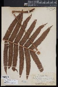 Pneumatopteris sandwicensis image