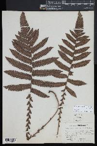 Steiropteris deltoidea image