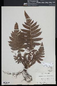 Steiropteris deltoidea image