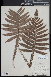 Steiropteris deltoidea image