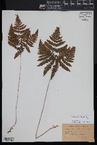 Gymnocarpium dryopteris image