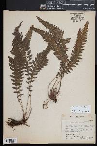 Goniopteris moranii image
