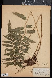 Ctenitis submarginalis image