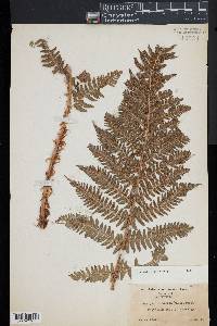 Dryopteris arguta image