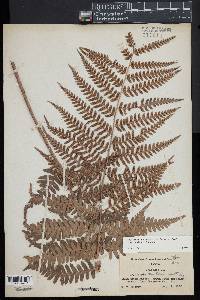 Dryopteris x australis image
