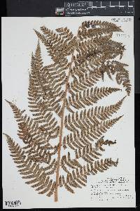 Dryopteris x australis image