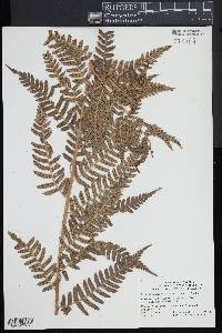 Dryopteris x australis image