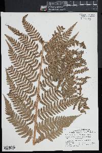 Dryopteris x australis image