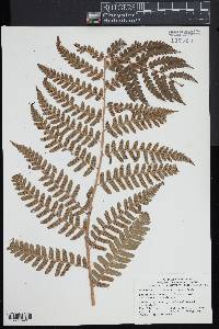 Dryopteris x australis image