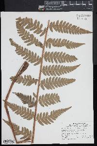 Dryopteris x australis image