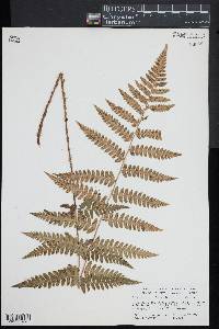 Dryopteris x benedictii image