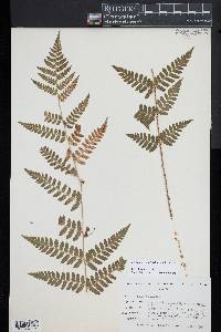 Dryopteris × boottii image