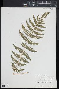 Dryopteris × boottii image