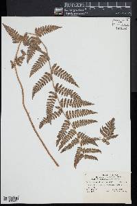 Dryopteris × boottii image