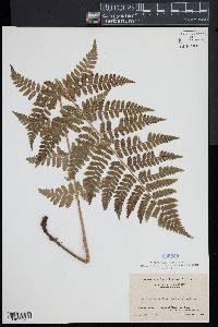 Dryopteris × boottii image