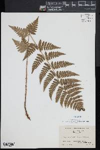 Dryopteris × boottii image