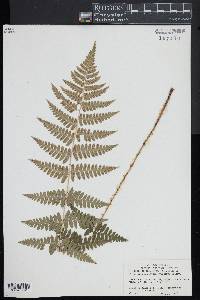 Dryopteris × boottii image